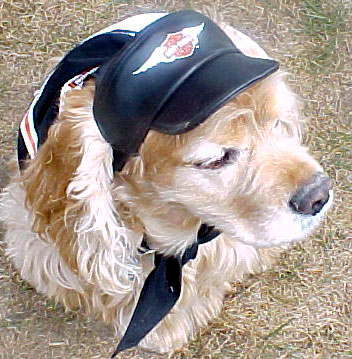 cf_barneyharleyhat.jpg
